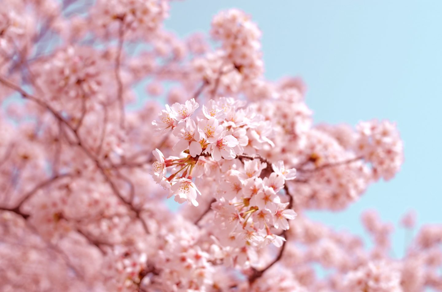At an Alpha meeting, a lady told Zarah: "Winter is over and the season of cherry blossoms has come for you. You will become a big tree of cherry blossoms for Him, in a beautiful season." Photo by AJ on Unsplash.