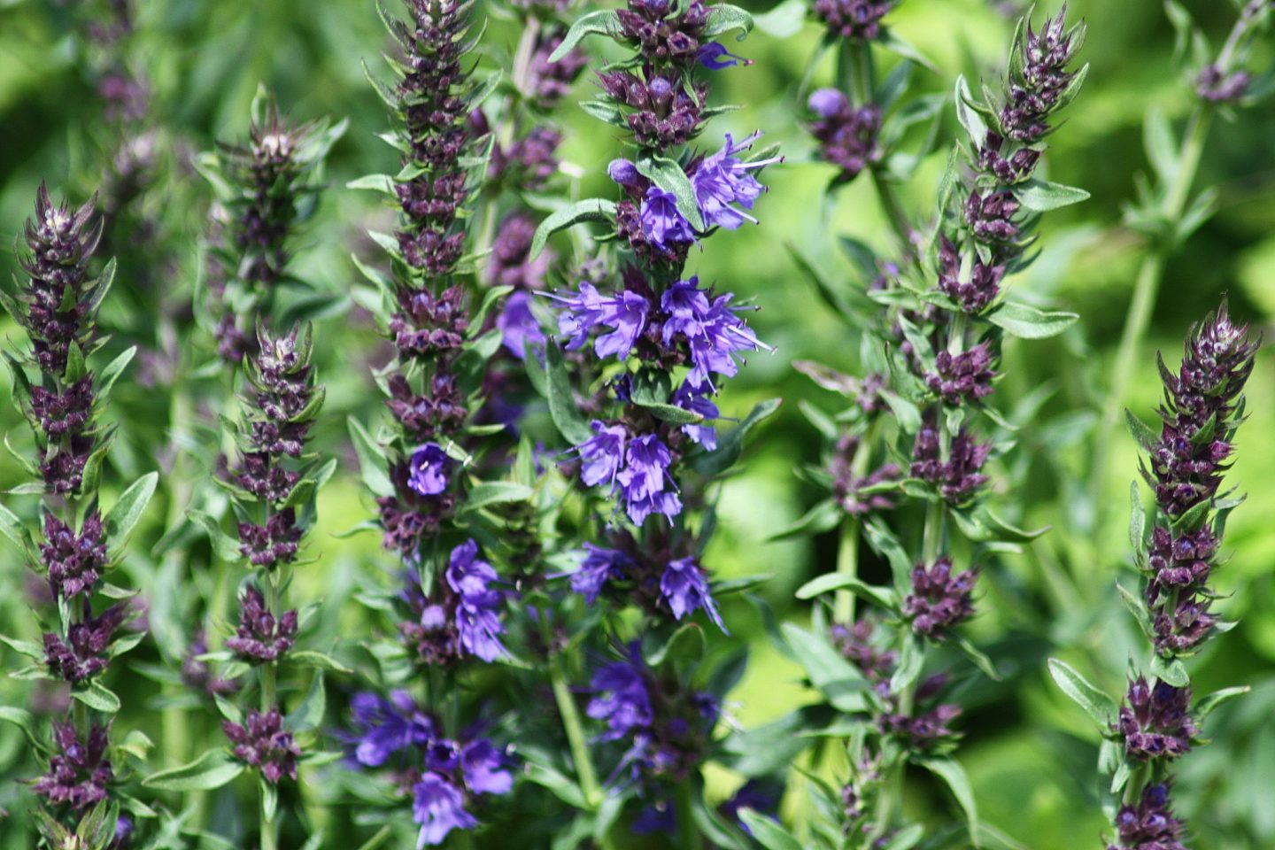 The hyssop, native to Middle East and Southern Europe, has antiseptic and medicinal qualities. Photo by Lotus Johnson on Flickr.