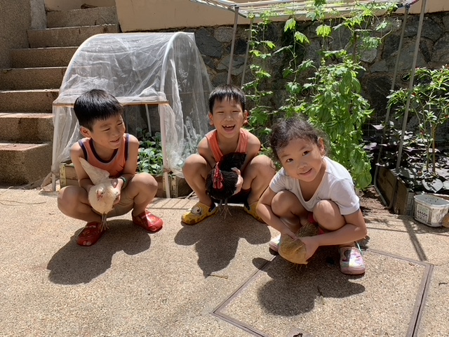 The Tee children – Eli, Emin and Ena – having fun with the chickens they rear for eggs and fun Photo by Alex Tee