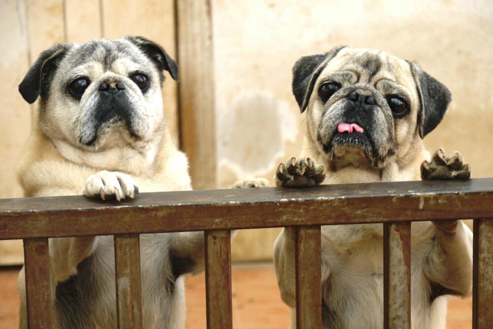 The two pugs that Nan poured her heart out to at night when she could not fall asleep.