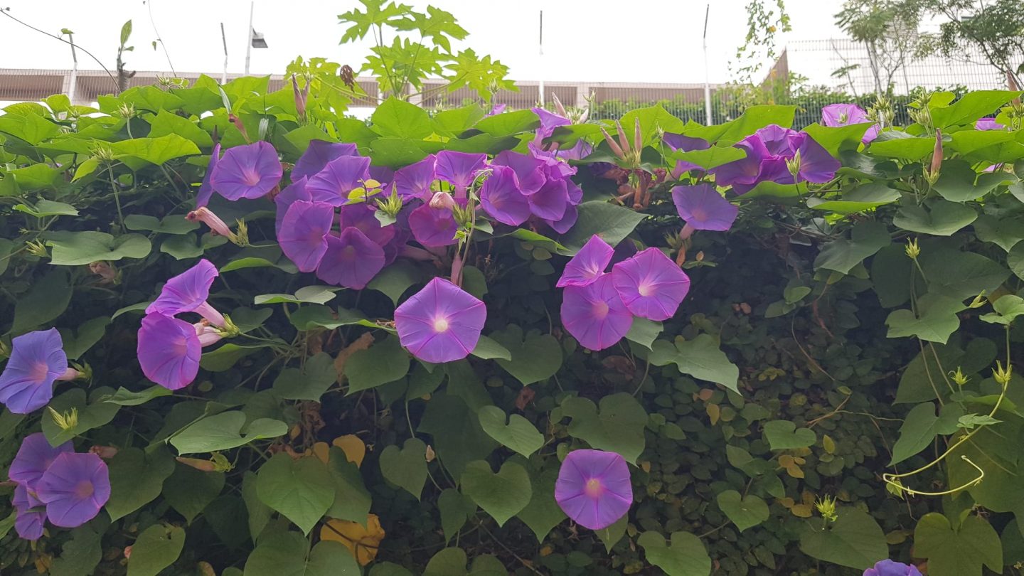What started out as a single pot has grown into a wall of morning glories that have drawn admirers.