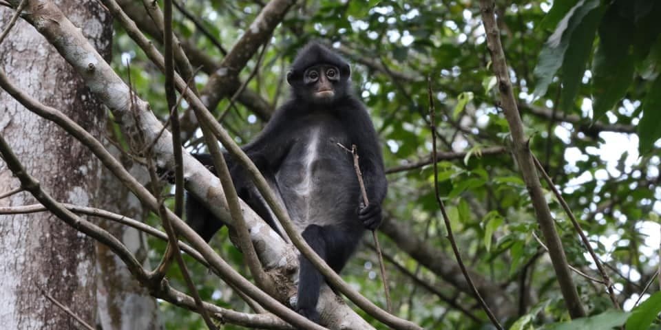 Raffles banded langur