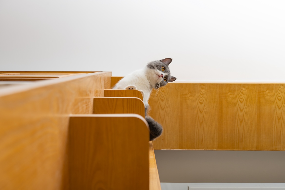 cute british shorthair cat in the highest layer of a wood cabinet horizontal composition