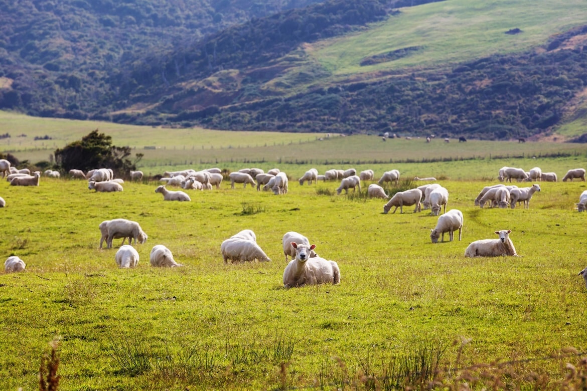 Sheep
